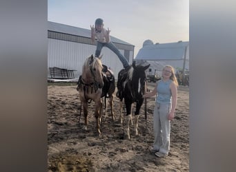 Appaloosa, Castrone, 14 Anni, 150 cm, Palomino