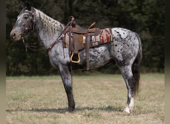 Appaloosa, Castrone, 14 Anni, 152 cm, Roano blu