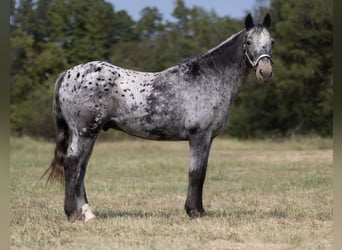 Appaloosa, Castrone, 14 Anni, 152 cm, Roano blu