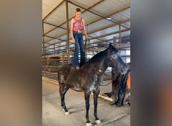 Appaloosa, Castrone, 14 Anni, 155 cm, Morello