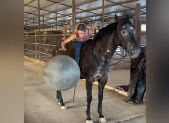 Appaloosa, Castrone, 14 Anni, 155 cm, Morello