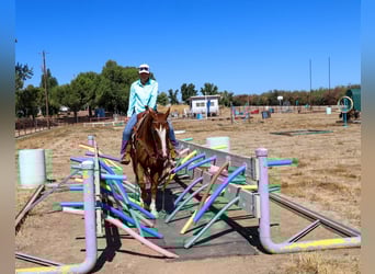 Appaloosa, Castrone, 14 Anni, 155 cm, Sauro scuro