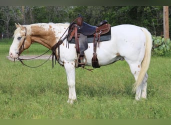 Appaloosa, Castrone, 14 Anni, 157 cm, Sauro scuro