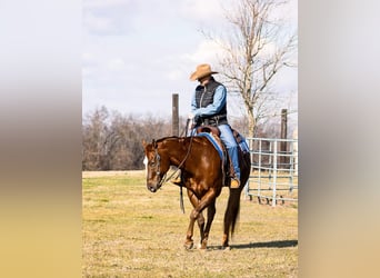 Appaloosa, Castrone, 14 Anni, 163 cm, Sauro ciliegia