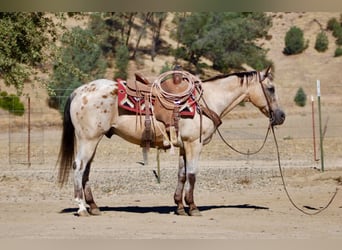 Appaloosa, Castrone, 14 Anni, Pelle di daino