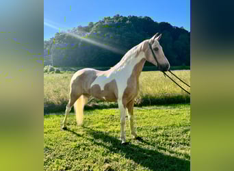 Appaloosa, Castrone, 14 Anni, Perlino