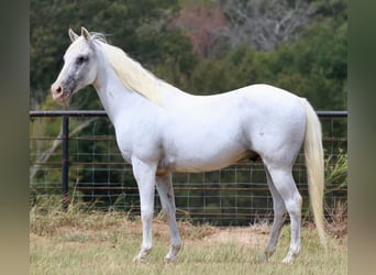 Appaloosa, Castrone, 15 Anni, 142 cm, Bianco