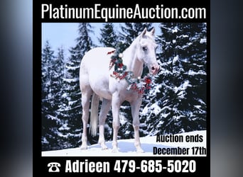 Appaloosa, Castrone, 15 Anni, 142 cm, Bianco