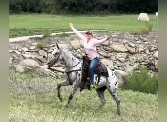Appaloosa, Castrone, 15 Anni, 145 cm, Baio ciliegia