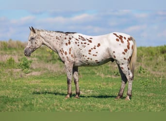 Appaloosa, Castrone, 15 Anni, 145 cm, Baio ciliegia
