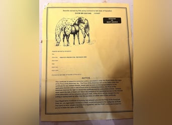 Appaloosa, Castrone, 15 Anni, 150 cm, Grigio