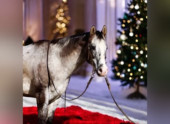 Appaloosa, Castrone, 15 Anni, 152 cm, Baio ciliegia