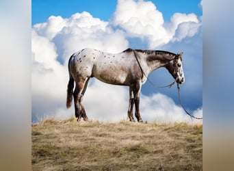 Appaloosa, Castrone, 15 Anni, 152 cm, Baio ciliegia