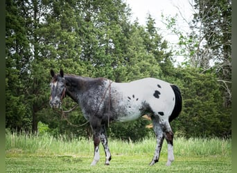 Appaloosa, Castrone, 15 Anni, 152 cm, Sauro scuro