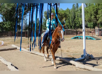 Appaloosa, Castrone, 15 Anni, 155 cm, Sauro scuro