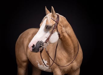 Appaloosa, Castrone, 15 Anni, 157 cm, Palomino