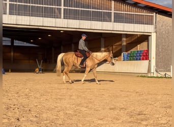 Appaloosa, Castrone, 15 Anni, 157 cm, Palomino