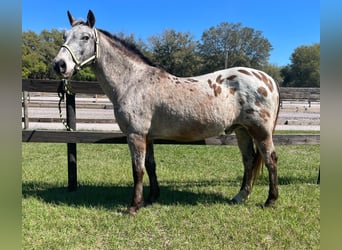 Appaloosa, Castrone, 15 Anni, Sauro ciliegia