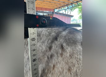 Appaloosa, Castrone, 15 Anni, Sauro ciliegia