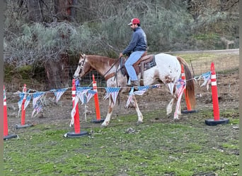 Appaloosa, Castrone, 16 Anni, 152 cm, Roano rosso