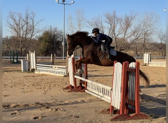 Appaloosa, Castrone, 16 Anni, 173 cm, Sauro scuro