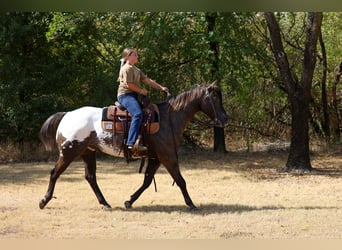 Appaloosa, Castrone, 16 Anni