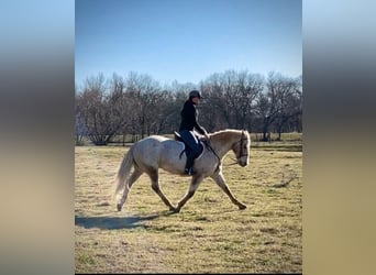 Appaloosa, Castrone, 17 Anni, 142 cm, Baio
