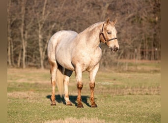 Appaloosa, Castrone, 17 Anni, 142 cm, Baio