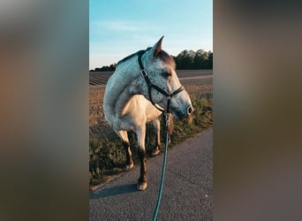 Appaloosa Mix, Castrone, 17 Anni, 150 cm, Grigio trotinato