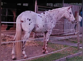 Appaloosa, Castrone, 17 Anni, 155 cm, Leopard
