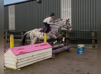 Appaloosa, Castrone, 17 Anni, 165 cm, Leopard
