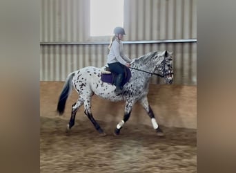 Appaloosa, Castrone, 17 Anni, 165 cm, Leopard