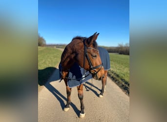 Appaloosa, Castrone, 18 Anni, 155 cm, Baio ciliegia