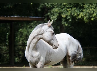 Appaloosa Mix, Castrone, 1 Anno, 150 cm, Leopard