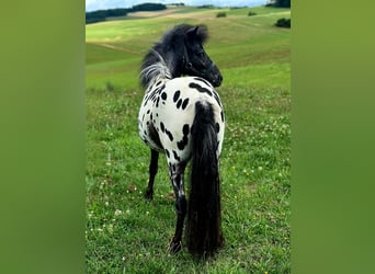 Appaloosa, Castrone, 2 Anni, 104 cm, Leopard