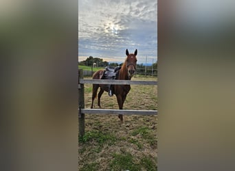 Appaloosa, Castrone, 2 Anni, 147 cm