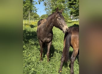 Appaloosa, Castrone, 2 Anni, 154 cm, Pelle di daino
