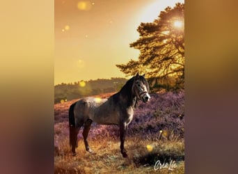 Appaloosa Mix, Castrone, 3 Anni, 146 cm, Roano rosso