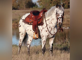 Appaloosa Mix, Castrone, 3 Anni, 148 cm, Leopard