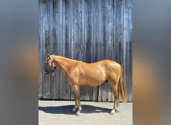 Appaloosa, Castrone, 3 Anni, 150 cm