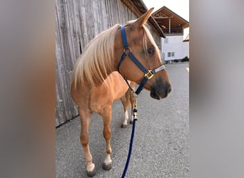 Appaloosa, Castrone, 3 Anni, 150 cm