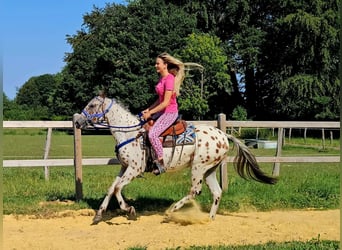 Appaloosa, Castrone, 3 Anni, 150 cm, Leopard