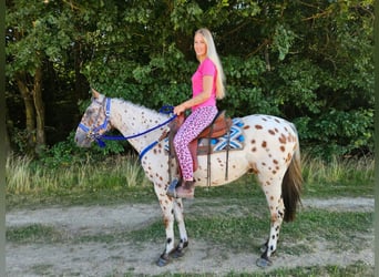 Appaloosa, Castrone, 3 Anni, 150 cm, Leopard