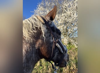 Appaloosa, Castrone, 3 Anni, 153 cm, Baio roano