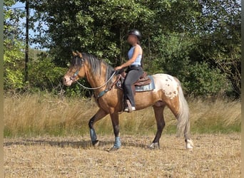 Appaloosa Mix, Castrone, 3 Anni, 154 cm, Leopard