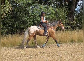 Appaloosa Mix, Castrone, 3 Anni, 154 cm, Leopard