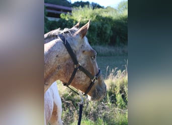 Appaloosa, Castrone, 3 Anni, 155 cm, Baio