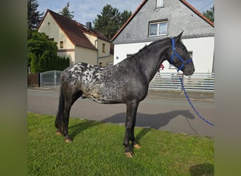 Appaloosa, Castrone, 3 Anni, 155 cm, Leopard