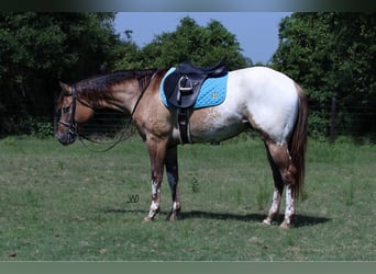 Appaloosa, Castrone, 3 Anni, 155 cm, Pelle di daino