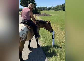Appaloosa, Castrone, 3 Anni, 157 cm, Leopard